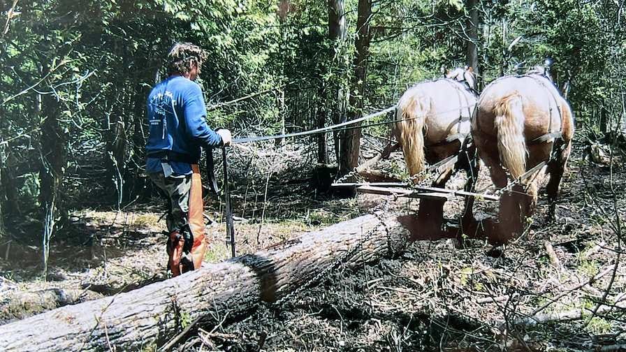 Logging horses in Ontario