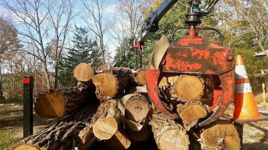 Urban locust logs staged for the portable sawmill