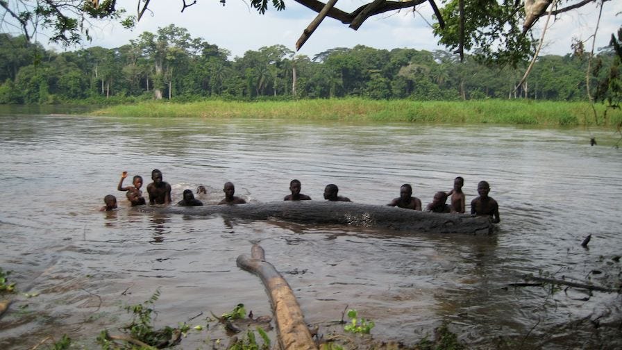 Floating logs on the river