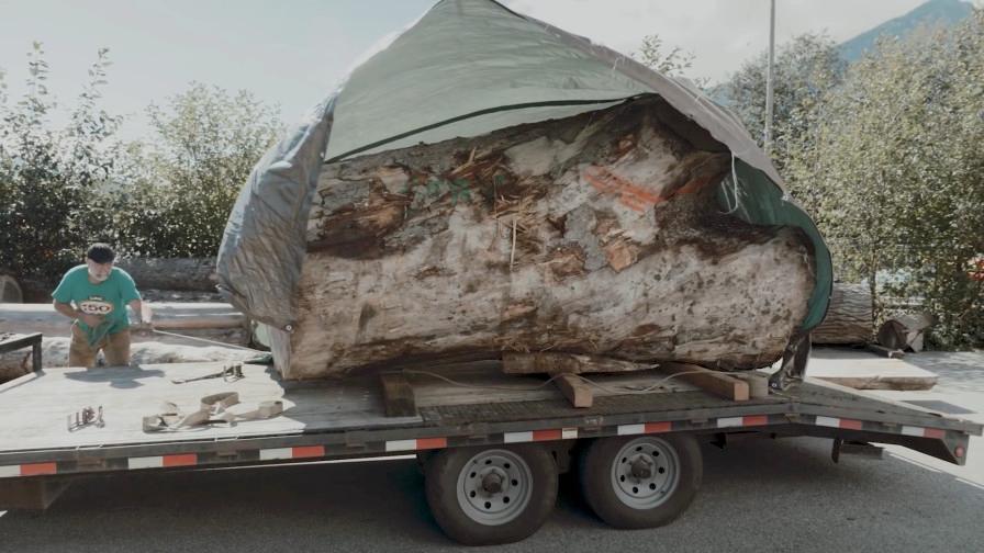 Massive log loaded onto truck